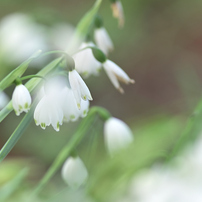 最終です Nikon Ai ED 400㎜ F5.6s #Nikon Ai ED NIKKOR 400mm / f5.6S (1982年) (NIKON ニコン)