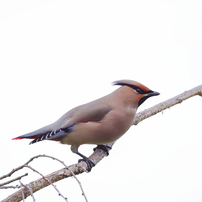 北摂の野鳥