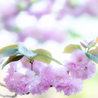 桜の写真 画像 写真集 写真共有サイト Photohito