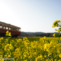 のんびり小湊鉄道Ⅱ