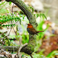 箕面の野鳥