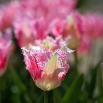 花・果実－11：庭園・公園・野山