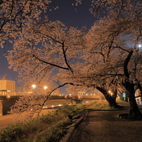 足羽川夜桜１