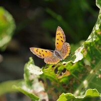 Sigma シグマ のレンズ Apo 50 500mm F4 5 6 3 Dg Os Hsm ペンタックス用 で撮影した写真 画像 一覧 写真共有サイト Photohito