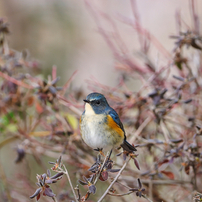 摂津峡の野鳥