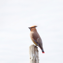 吹田市の野鳥