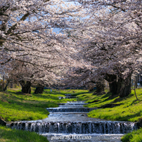 桜の写真 画像 写真集 写真共有サイト Photohito