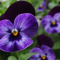 笑顔のように咲く花