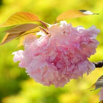 花尽くし