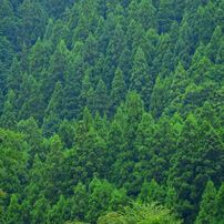 NIKON(ニコン)のレンズ Ai AF-S Zoom Nikkor ED 80-200mm F2.8D(IF