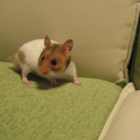 CANON(キヤノン)のデジタルカメラPowerShot A520 で撮影した写真(画像