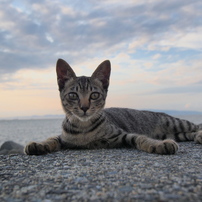 海辺の猫