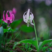SIGMA(シグマ)のレンズ MACRO 50mmF2.8 EX DG (ﾐﾉﾙﾀ AF) で撮影した
