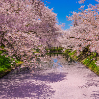 桜の写真 画像 写真集 写真共有サイト Photohito