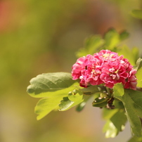 花束を君に By はなてふ Id 写真共有サイト Photohito