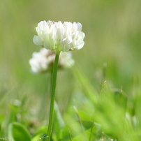 春の花の写真 画像 写真集 写真共有サイト Photohito