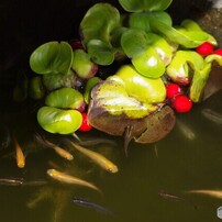 魚とか