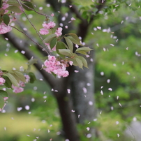 桜の写真 画像 写真集 写真共有サイト Photohito