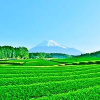 八十八夜の風景 ～初夏万緑～