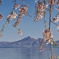 磐梯山としだれ桜