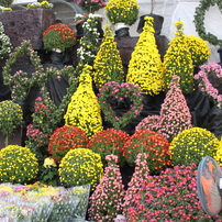 花畑け