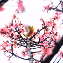 cute white-eyes!