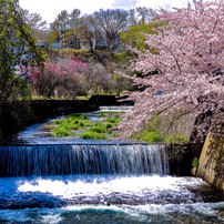 桜の写真 画像 写真集 写真共有サイト Photohito