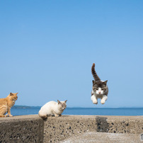 ピョン！黄砂の日は視界不良