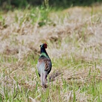 Sigma シグマ のレンズ Apo 50 500mm F4 5 6 3 Dg Os Hsm ペンタックス用 で撮影した写真 画像 一覧 写真共有サイト Photohito