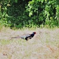 Sigma シグマ のレンズ Apo 50 500mm F4 5 6 3 Dg Os Hsm ペンタックス用 で撮影した写真 画像 一覧 写真共有サイト Photohito