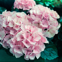 MAMIYA(マミヤ)のレンズ Mamiya KL 90mm F3.5L で撮影した写真(画像