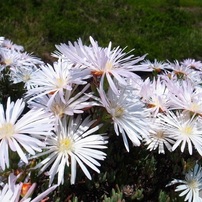 花　36