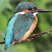 用水路のカワセミ♂