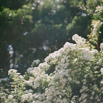 MAMIYA(マミヤ)のレンズ Mamiya Z 110mm F2.8W で撮影した写真(画像
