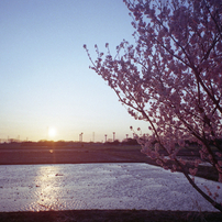KONICA(コニカ)のフィルムカメラLexio 70 で撮影した写真(画像)一覧