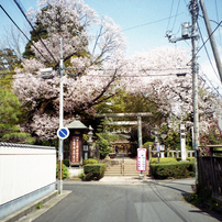 KONICA(コニカ)のフィルムカメラLexio 70 で撮影した写真(画像)一覧