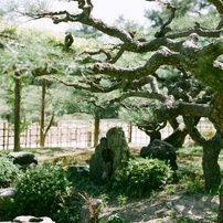 MAMIYA(マミヤ)のフィルムカメラRZ67 PROFESSIONAL II で撮影した写真