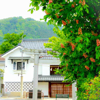 紅花栃ノ木