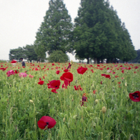 KONICA(コニカ)のフィルムカメラLexio 70 で撮影した写真(画像)一覧