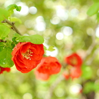 Sigma シグマ のレンズ 30mm F2 8 Dn シルバー マイクロフォーサーズ用 で撮影した写真 画像 一覧 写真共有サイト Photohito