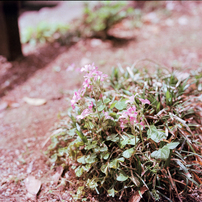 Mamiya K/L 90mm f3.5 内部小カビ？汚れ？あり Mamiya K/L 90mm f3.5 内部小カビ？汚れ？あり Mamiya KL 90mm F3.5