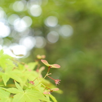 Sigma シグマ のレンズ 30mm F2 8 Dn シルバー マイクロフォーサーズ用 で撮影した写真 画像 一覧 写真共有サイト Photohito