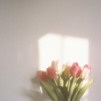 花の写真 画像 写真集 写真共有サイト Photohito