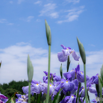 SIGMA(シグマ)のレンズ 60mm F2.8 DN シルバー [マイクロフォーサーズ