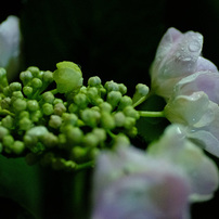 作例付き　TOKINA AT-X M100 100mm F2.8マクロ　管mpr Nikon - 作例付き TOKINA AT-X M100 100mm F2.8マクロ 管mpr AT