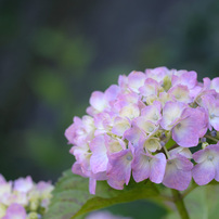 Tokina AT-X M100 PRO D 100mm F2.8 単焦点レンズ 71xawqgjq6L._UF350,350_QL50_.jpg