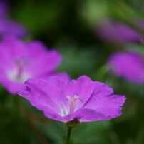 庭に咲く　　DSC_8838