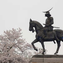 青葉城の桜