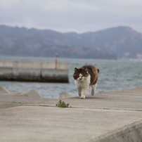 猫の島