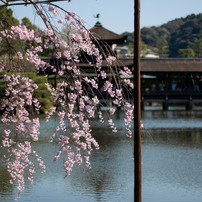 神社　第１巻